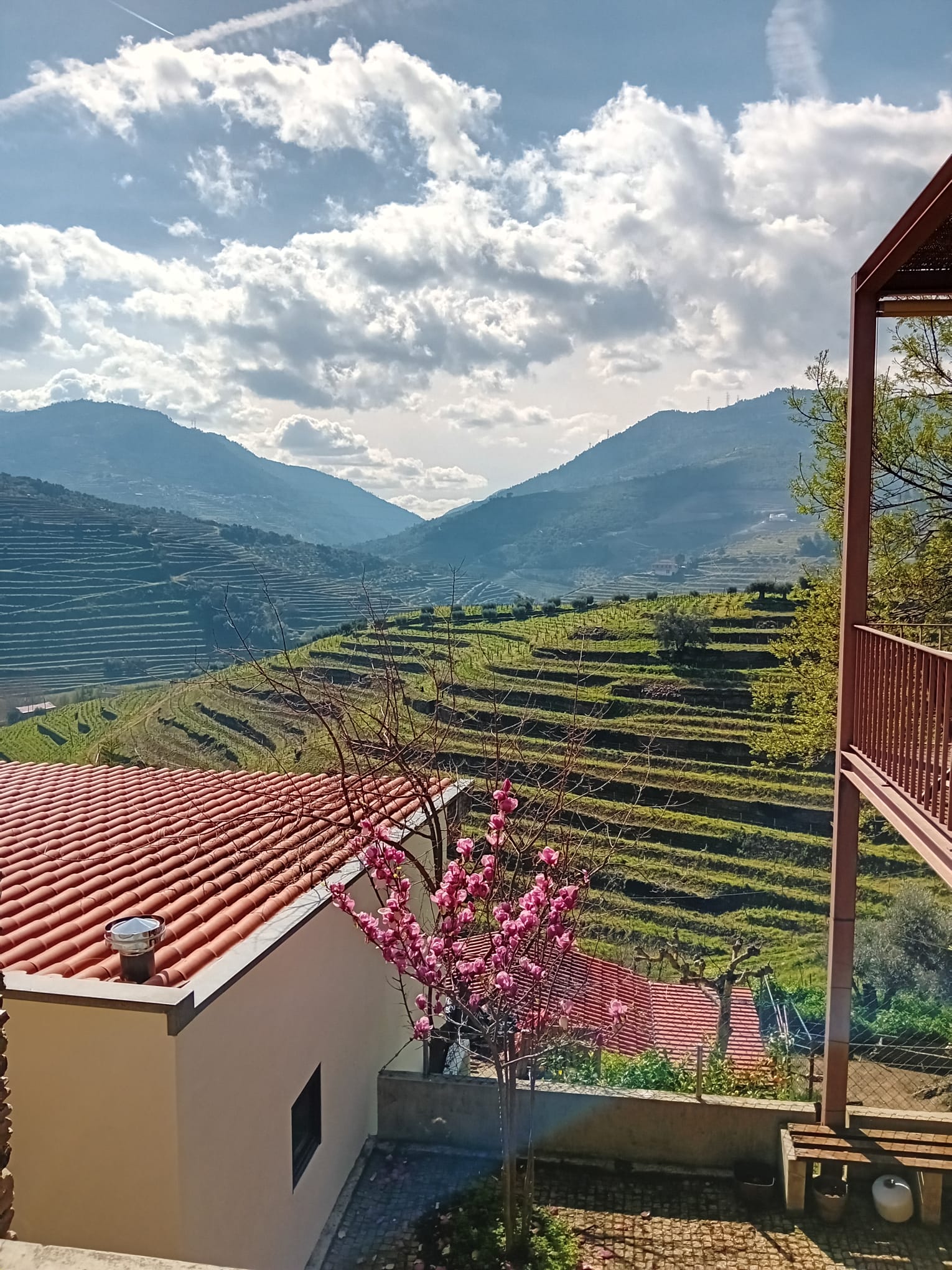 Private Tour: Douro Valley wine and food with optional cruise